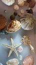 Sea shell collection with a large variety of shells, Sydney, NSFW, Australia Royalty Free Stock Photo