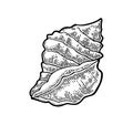 Sea shell. Color engraving vintage illustration. Isolated on white background. Royalty Free Stock Photo