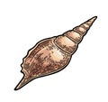 Sea shell. Color engraving vintage illustration. Isolated on white background Royalty Free Stock Photo