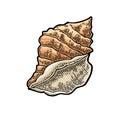 Sea shell. Color engraving vintage illustration. Isolated on white background. Royalty Free Stock Photo