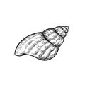 Sea shell conch. Hand drawn sketch style illustration. Best for summer and beach holidays designs. Vector drawing Royalty Free Stock Photo