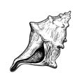 Sea shell conch. Hand drawn sketch style illustration. Best for summer and beach holidays designs. Vector drawing Royalty Free Stock Photo