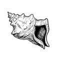 Sea shell conch. Hand drawn sketch style illustration. Best for summer and beach holidays designs. Vector drawing