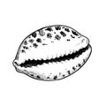 Sea shell cowrie tiger pattern. Hand drawn sketch style vector drawing of tropic reef undersea mollusk shell. Isolated on white ba