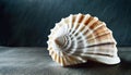 Sea shell on dark background, summer object for collection, hobby