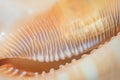 Sea shell detailed photography. Abstract organic background