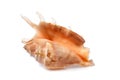 Sea shell Drupa rubusidaeus Royalty Free Stock Photo