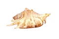 Sea shell Drupa rubusidaeus Royalty Free Stock Photo