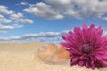 Sea Shell and Flower on Sand With Blue Sky Royalty Free Stock Photo