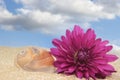 Sea Shell and Flower on Sand With Blue Sky Royalty Free Stock Photo