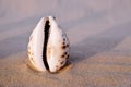 Sea shell in the form of female genitalia, vagina