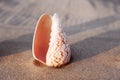 Sea shell in the form of female genitalia, vagina Royalty Free Stock Photo