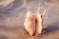 Sea shell in the form of female genitalia, vagina Royalty Free Stock Photo