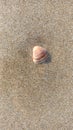 sea ??shell found in the sand of the beach. Royalty Free Stock Photo
