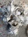 sea shell fragments on the sand Marine ecosystems and marine life Royalty Free Stock Photo