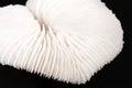 Sea shell of fungia coral isolated on black background Royalty Free Stock Photo