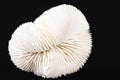 Sea shell of fungia coral isolated on black background Royalty Free Stock Photo