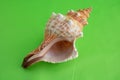 Sea shell on a green background.Close-up of a white seashell with brown stripes, macro photography Royalty Free Stock Photo