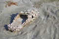 Sea shell growth on the sandals, Beach pollution