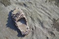 Sea shell growth on the sandals, Beach pollution