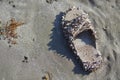 Sea shell growth on the sandals, Beach pollution