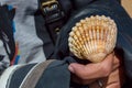 Sea shell in hand closeup, Faro, Portugal Royalty Free Stock Photo