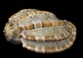 Sea shell Harpa Major Royalty Free Stock Photo