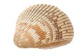 Sea shell. Huge ocean seashell. Wildlife beach shells empty of molluscs. Macro High resolution photo.