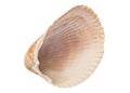 Sea shell. Huge ocean seashell. Wildlife beach shells without of molluscs. Summer vacation