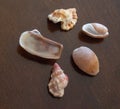 Sea Shell Images