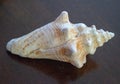 Sea Shell Images