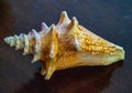 Sea Shell Images