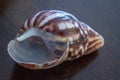 Sea Shell Images