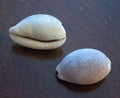 Sea Shell Images