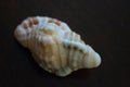 Sea Shell Images