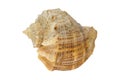 Sea shell isolated