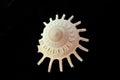 Sea shell isolated on black Royalty Free Stock Photo