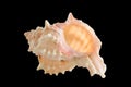 Sea shell isolated clipping path Royalty Free Stock Photo