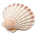 Sea shell on transparent background Royalty Free Stock Photo