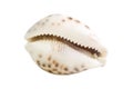 Sea shell isolated white Royalty Free Stock Photo