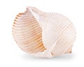 Sea shell isolated on white Royalty Free Stock Photo