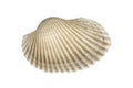 Sea Shell