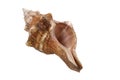 Sea shell