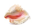 Sea shell isolated on white Royalty Free Stock Photo