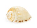 Sea shell isolated on white Royalty Free Stock Photo