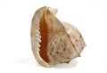 Sea shell isolated on a white background. Beautiful. Close-up in the studio Royalty Free Stock Photo