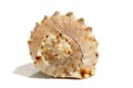 Sea shell isolated on a white background. Beautiful. Close-up in the studio Royalty Free Stock Photo