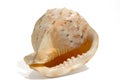 Sea shell isolated on a white background. Beautiful. Close-up in the studio Royalty Free Stock Photo