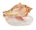 Sea shell isolated on a white background. Beautiful seashell Royalty Free Stock Photo