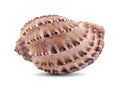 Sea shell isolated on a white background. Clipping Path Royalty Free Stock Photo